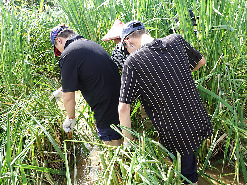 伊甸樂安中心參與三芝筊白筍節擺攤活動，特別安排服務對象體驗採收筊白筍