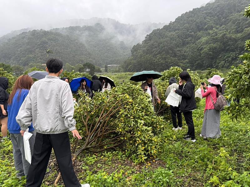 學生們前往宜蘭員山鄉大湖地區的金棗果園，體驗農村的勞動過程，親手參與金棗的採摘。