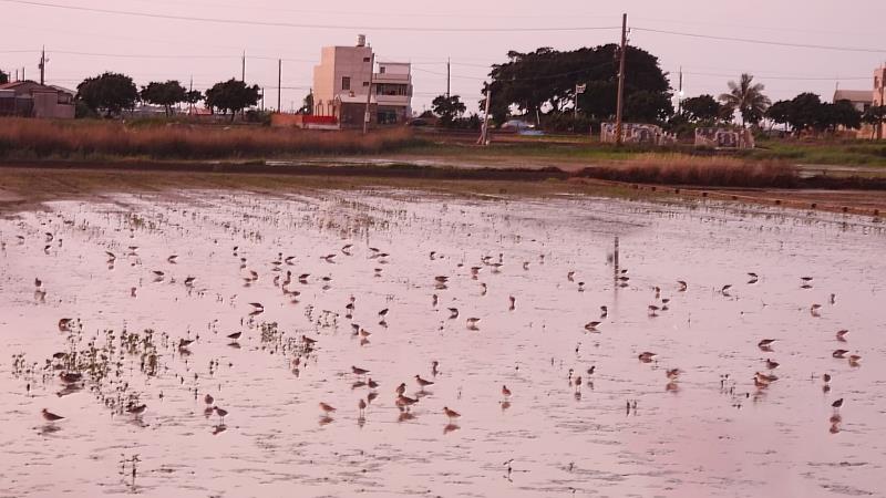 三寮灣獨特湛水文化營造水鳥棲地，年年招攬大批水鳥駐足 (照片來源：里海生活實驗室)