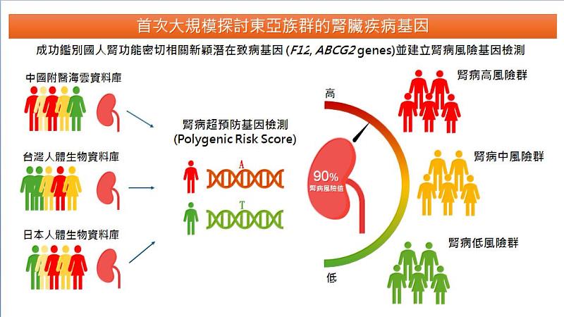 識別國人腎功能密切相關新穎潛在致病基因及風險檢測圖表。