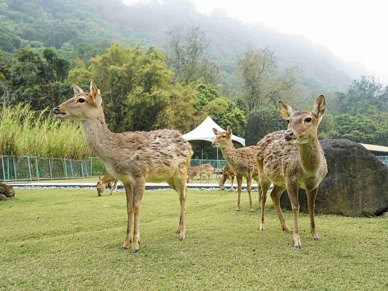 嘉義縣親子旅，逐鹿部落餵鹿、吃鄒族美食再順遊公興森態園區