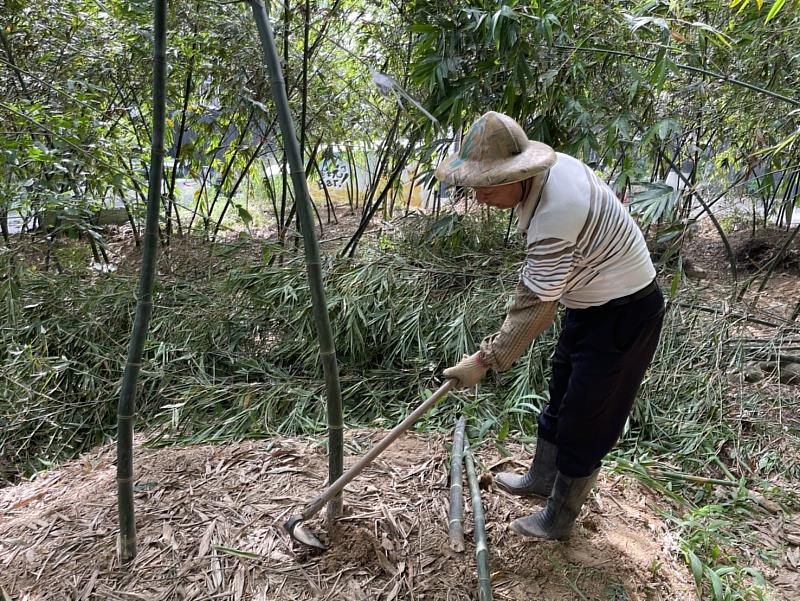 筍農為維持優良品質、提升生產力，每年休眠季節會將生產力較差的老竹疏伐，並栽植健康竹苗