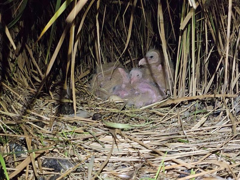 5隻草鴞雛鳥已送往南投集集生物多樣性研究所野生動物急救站照護