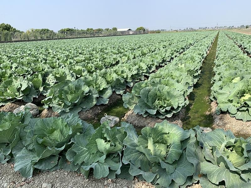 平地甘藍生育良好 陸續供應上市