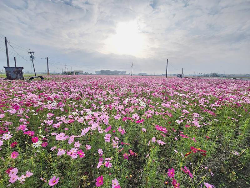 0_嘉義市2024花海生活節12月14日浪漫啟幕，活動內容全面升級，打造全新花海體驗