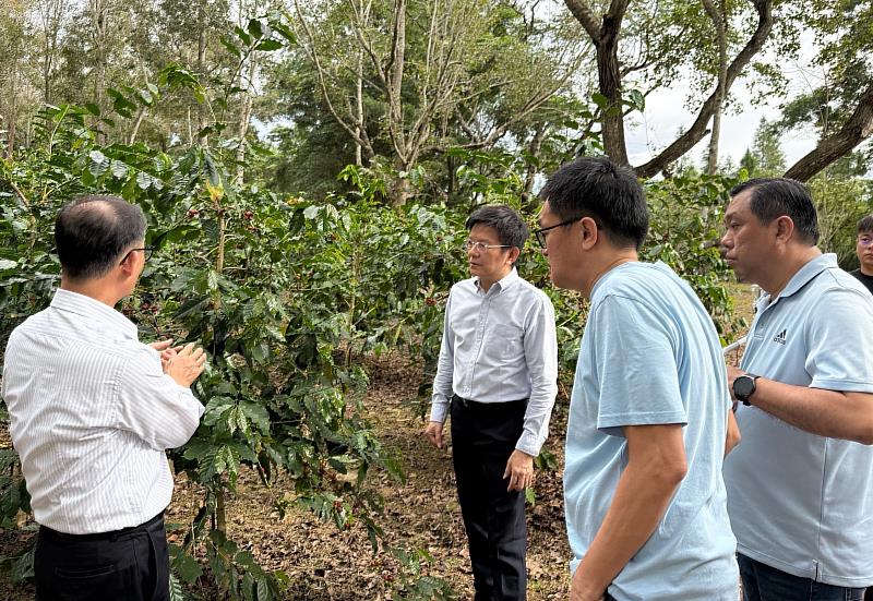 暨大樹林半遮陰的咖啡園成就暨香咖啡的特殊風味。