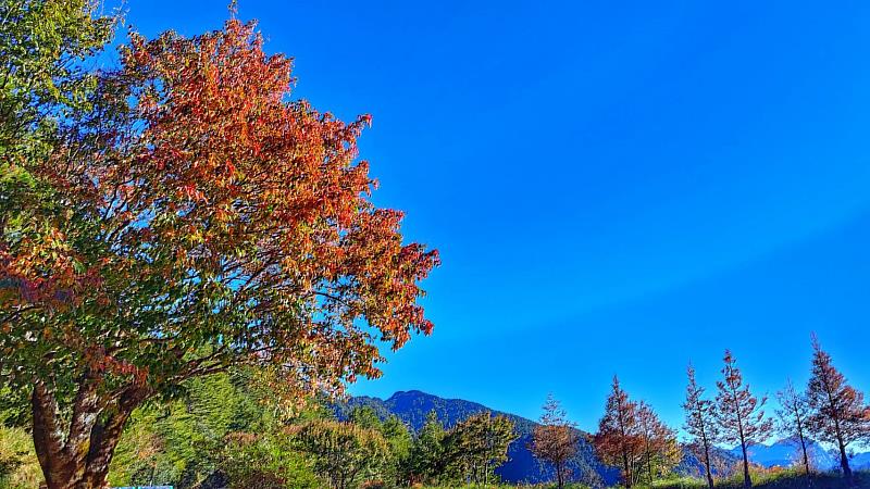 陸續轉紅的紅榨槭_小雪山區域(林正智攝)