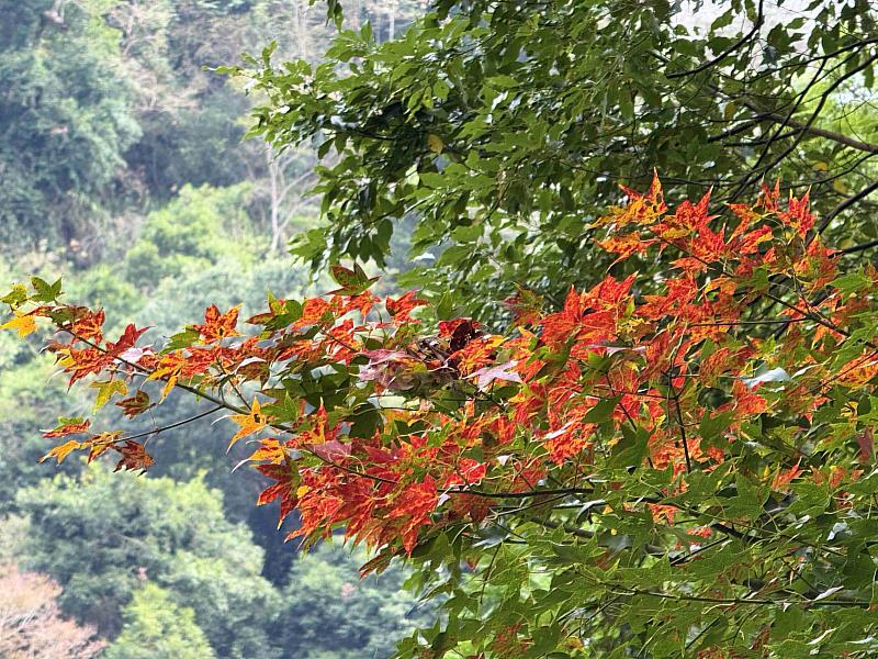 楓紅了！探秘阿里山鄉的二日遊，賞楓行程全攻略