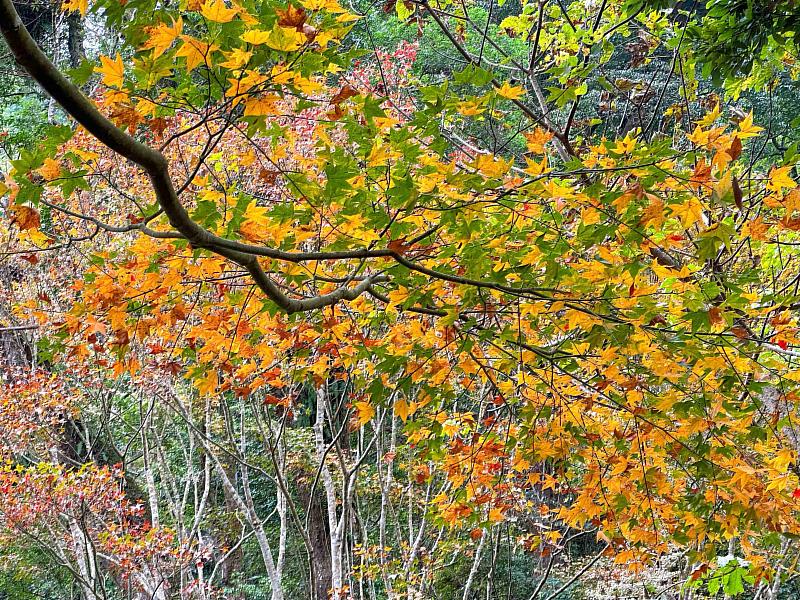 楓紅了！探秘阿里山鄉的二日遊，賞楓行程全攻略