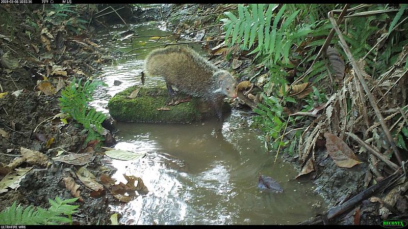 當「鄒族獵人」遇上「螃蟹獵人」 食蟹「獴」力全開