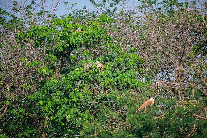 圖2鳥友在武洛溪下游 (22.671313, 120.441635) 發現多隻綠鬣蜥_0