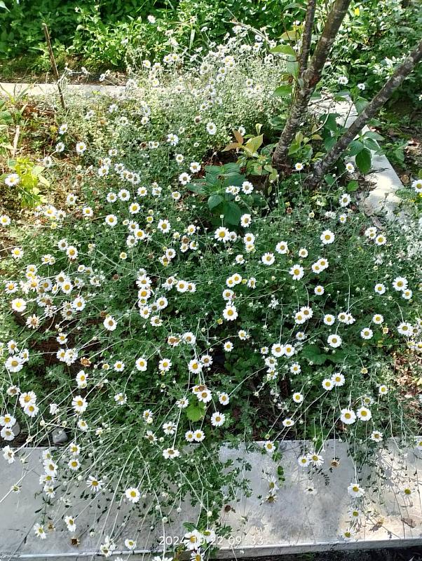 育本土極危等級受威脅植物蓬萊油菊，首度在原生分布以外區域亮相