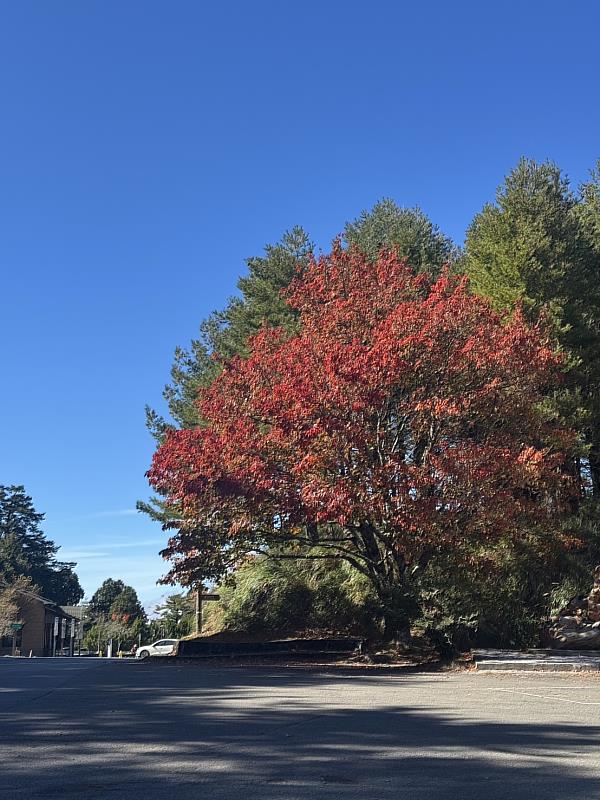 小雪山區域紅榨槭已全株轉紅