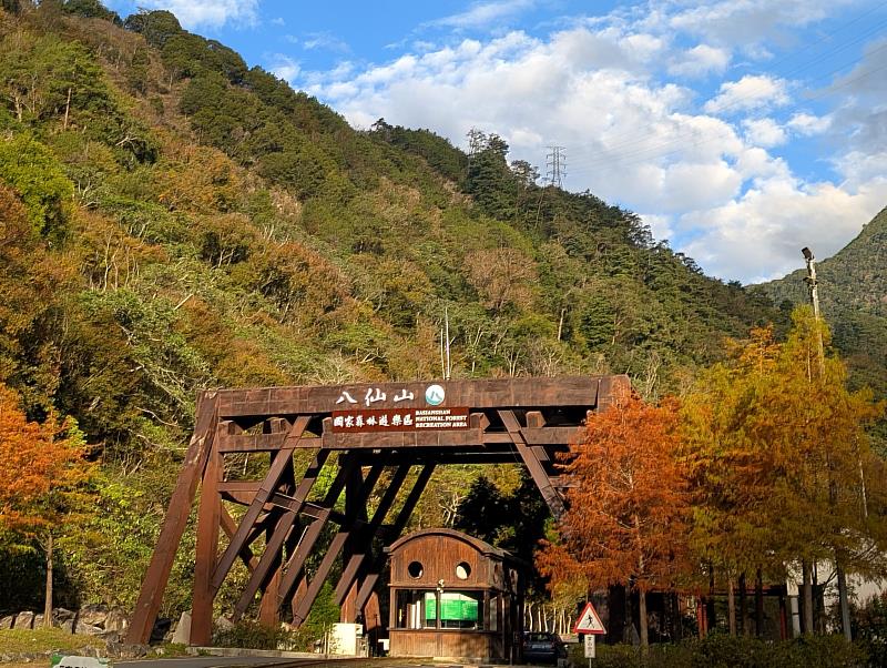 八仙山國家森林遊樂區內臺灣櫸、落羽松等植物葉子轉變紅、黃顏色美不勝收