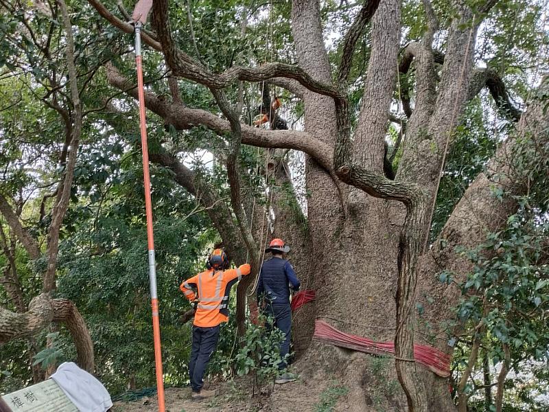 攀樹師修剪寶山鄉雙林路伯公樟樹。