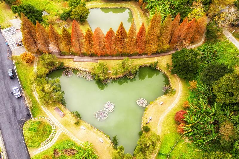 北埔六塘愛心湖泊被緋紅落羽松環繞，湖光松影相映成趣，浪漫氛圍令人流連忘返。