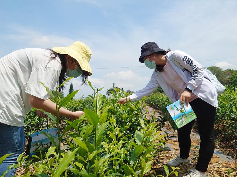 大葉大學大學社會責任計畫帶學生上山採茶