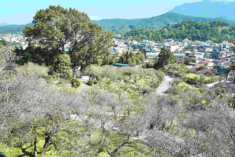 梅山公園梅花綻放 嘉義縣邀遊客一同追「平地雪景」