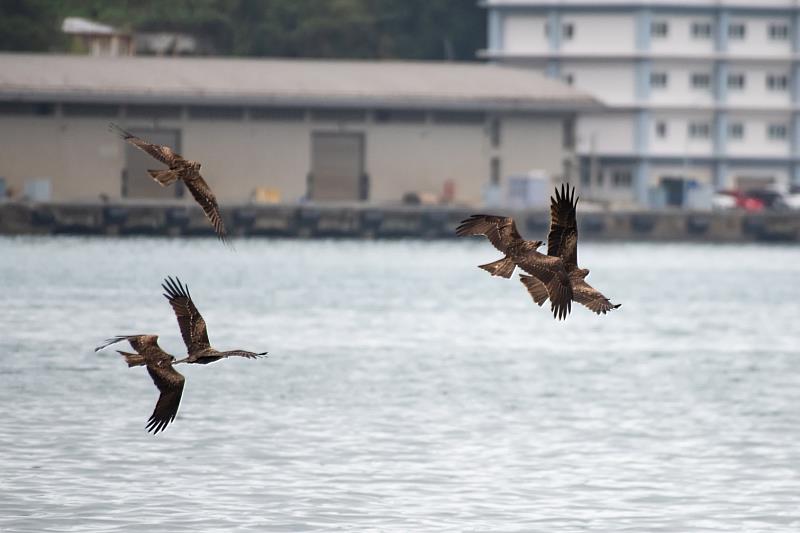 基隆港易見成群的黑鳶飛翔