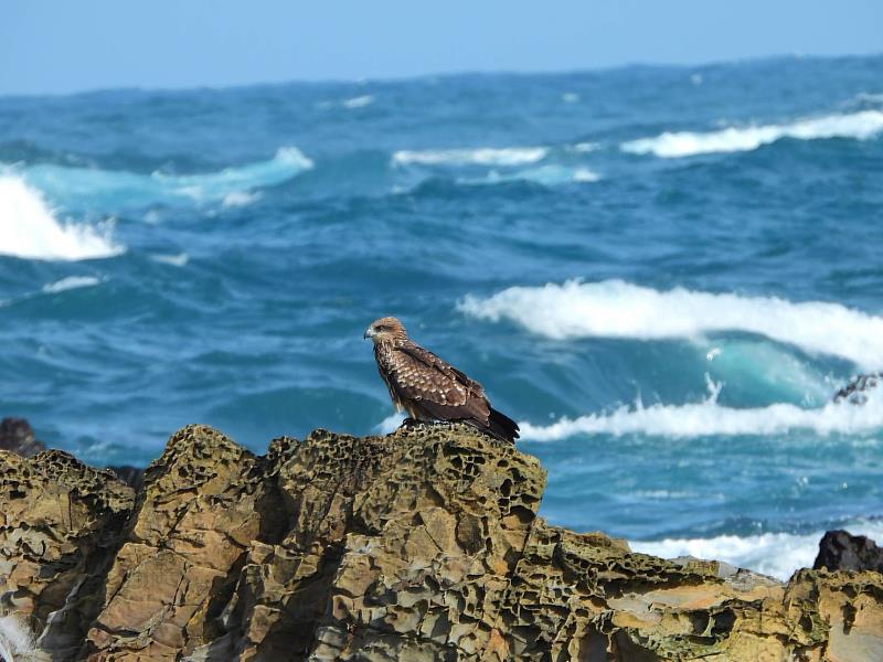 漲潮時黑鳶會到海邊捕魚和停礁石