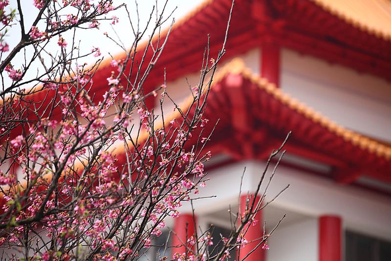 文化大學校園以陽明山為背景,每年二至三月春天櫻花盛開時,處處成為浪漫的粉紅花海。