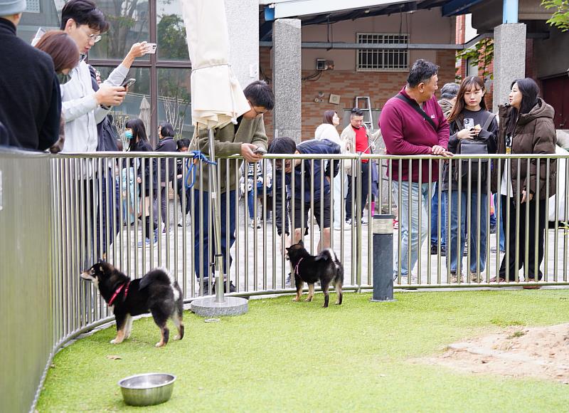 編號1號及2號的黑色柴犬最受歡迎，熱情與民眾打招呼。