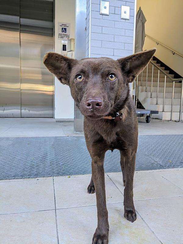 尖石流浪犬鼻腔遭水蛭寄生，新竹縣動保所獸醫師協助將水蛭移除後，狗狗恢復活力。