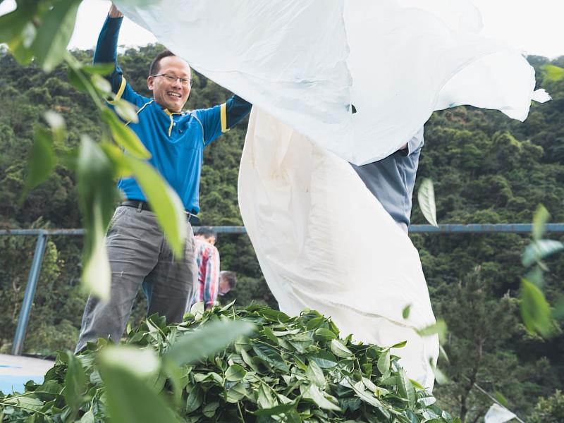 黃土水製茶期間保持溫度約20至22℃、溼度維持60至70%，力求製茶條件的穩定