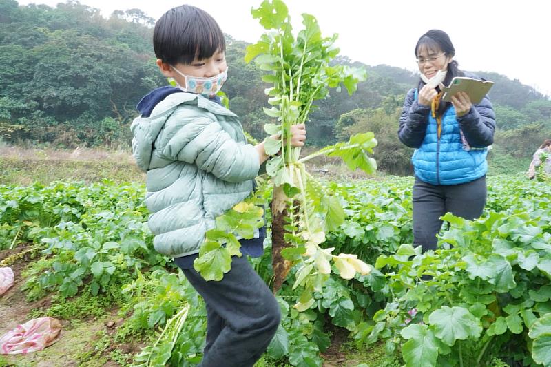 蕃婆林休閒農場每年的拔蘿蔔體驗總吸引大朋友小朋友一起參與