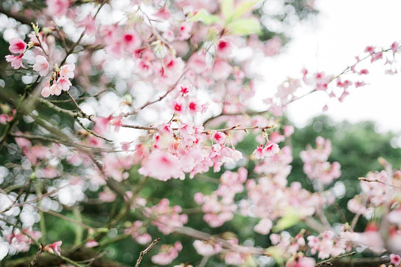 淡水天元宮的「天山三色櫻」粉白色、粉紅色、深粉色三種花瓣色彩，綻放期間相當有層次感，是新北市的春節「嬌」點