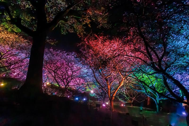 淡水天元宮至2月2日止晚間還有夜櫻燈光秀，景色絢麗從白天到晚上都可賞花