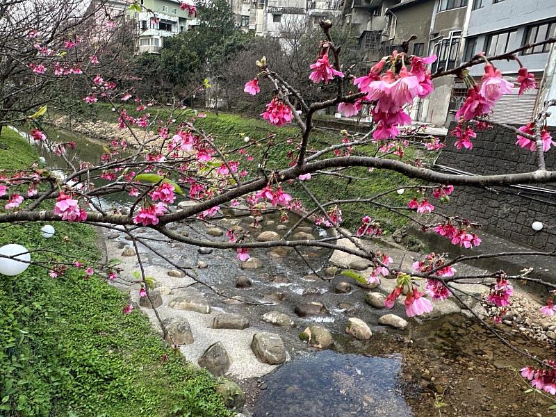 汐止區康誥坑溪兩岸的山櫻花與溪水相映，整體氛圍相當浪漫，近年也成為新北知名賞櫻勝地