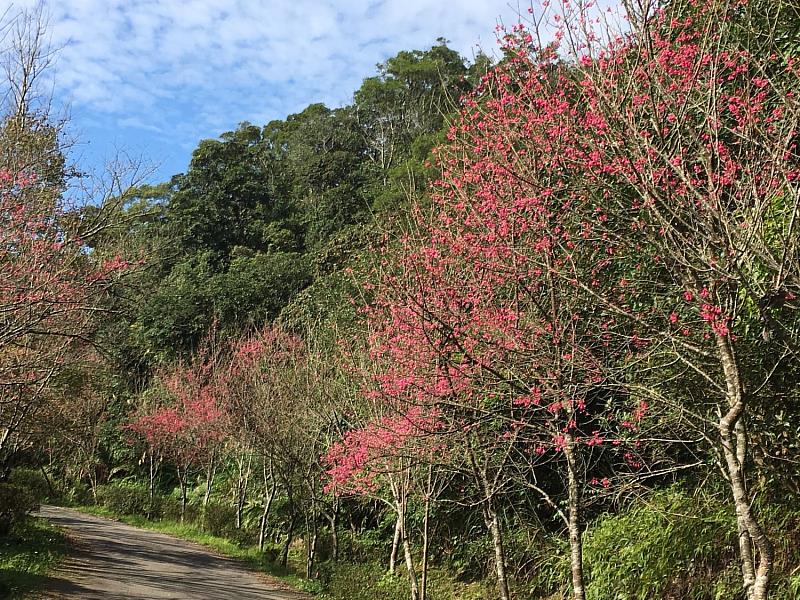 石碇區二格道路的山櫻花，也已陸續綻放，是適合闔家走訪賞花好去處