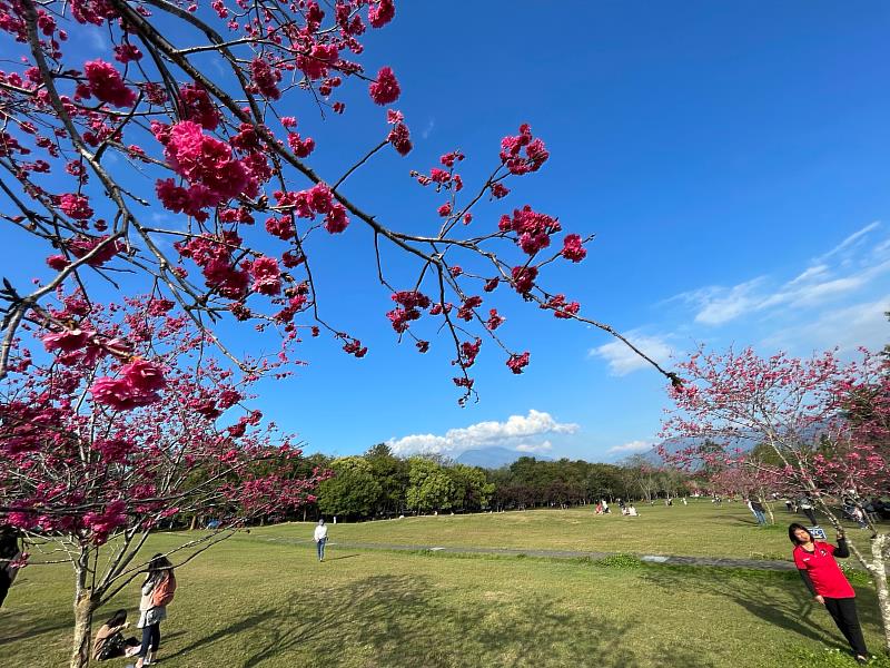 國立暨南國際大學「2025暨大櫻花季」即日起至3月2日熱烈展開。