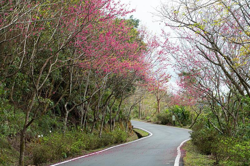 石碇區二格道路、北47線及47-1線沿途山櫻花樹已悄悄換上紅粉新裝