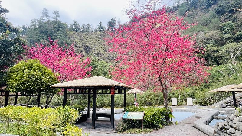 親水區周邊櫻花盛開(照片：八仙山國家森林遊樂區)