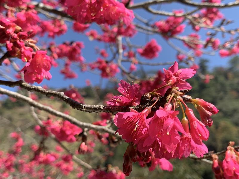 八仙山國家森林遊樂區櫻花粉嫩綻放中(照片八仙山國家森林遊樂區)