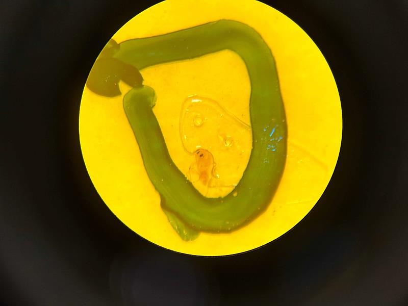 黃色黏紙上的銀葉粉蝨