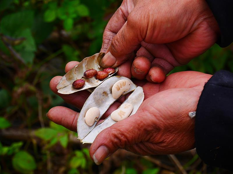 白色為小萊豆、深紅色為鵲豆。