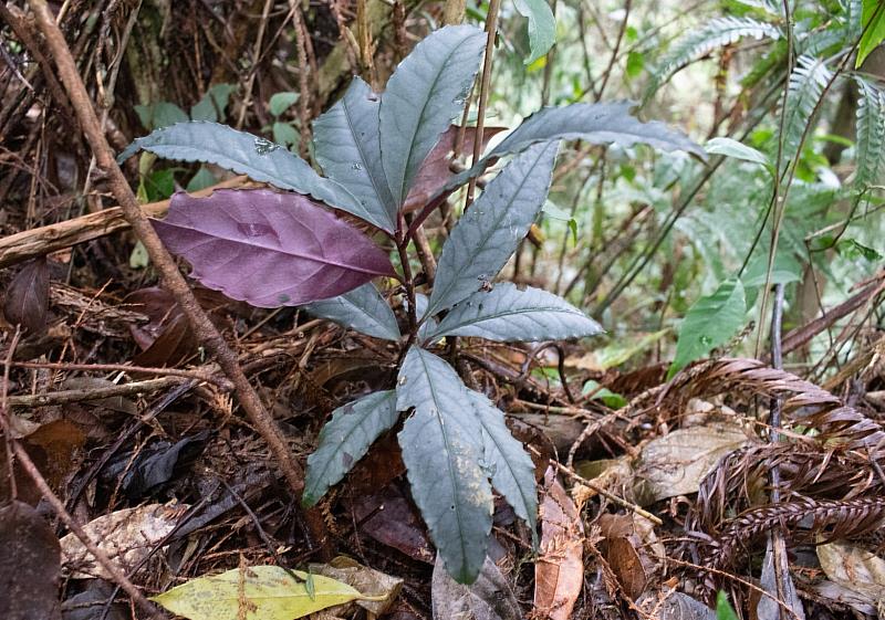 苗栗紫金牛，日照需求量低，可栽植於室內(臺中分署)