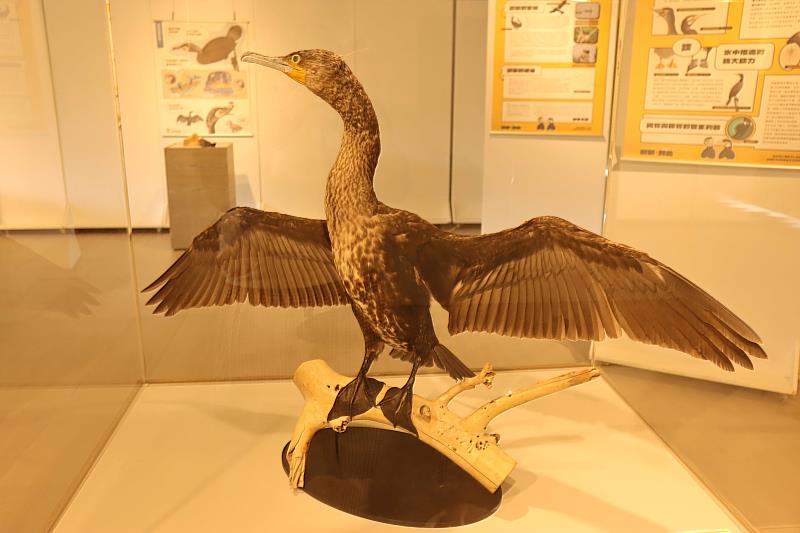 鰲鼓濕地生態展示館展出鸕鶿標本,讓民眾近距離觀察鸕鶿獨特的身體構造