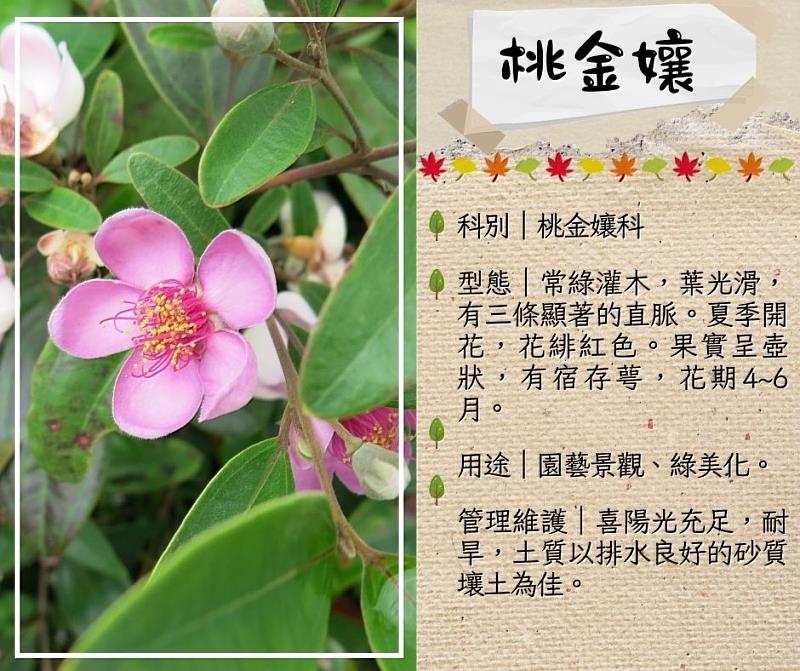桃金孃