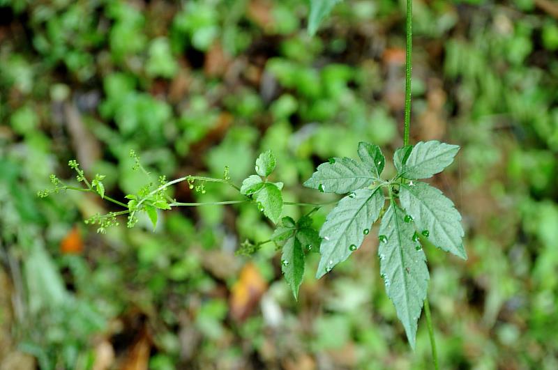 林下經濟再添新品項-繳股藍(花)