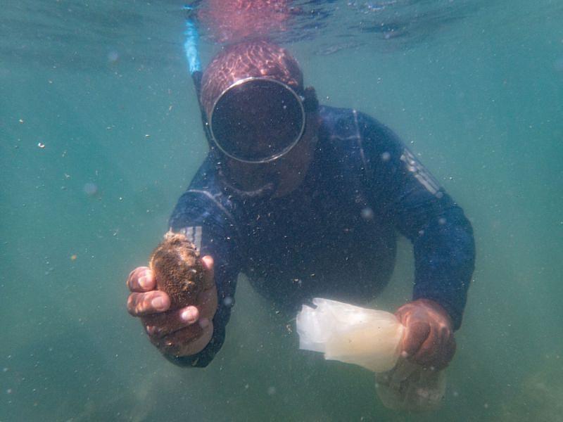 國合會駐帛琉技術團人員下海採集海參