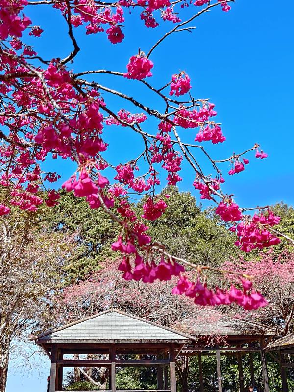 大雪山櫻花夢幻綻放，冠羽畫眉共舞迎賓