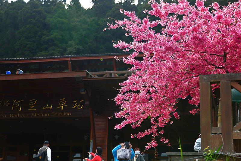 阿里山火車站往年山櫻花盛開景象