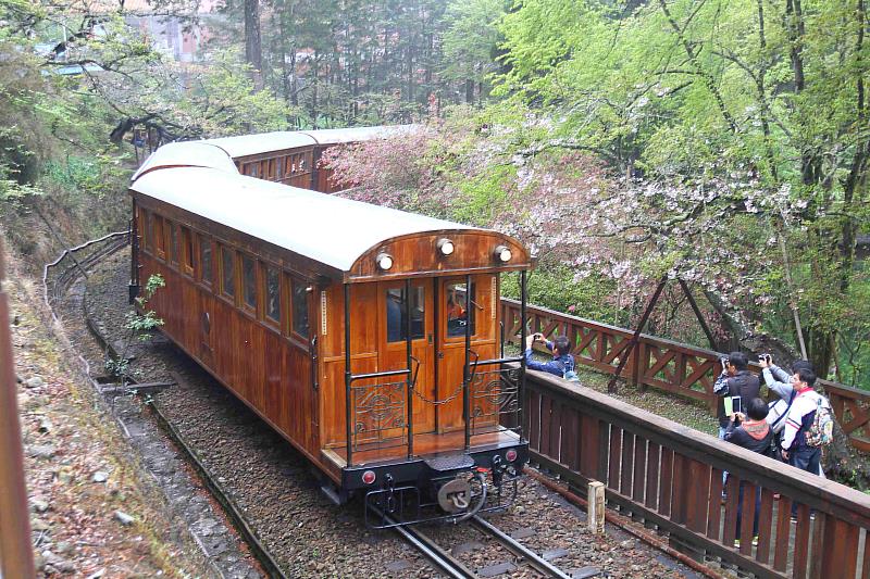 今年阿里山花季開幕活動將結合森林小火車，帶來「森林流動藝旅」