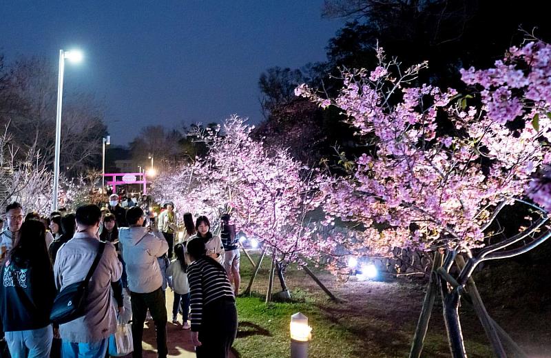 竹市夜櫻點亮新竹公園 9天吸引逾15萬人