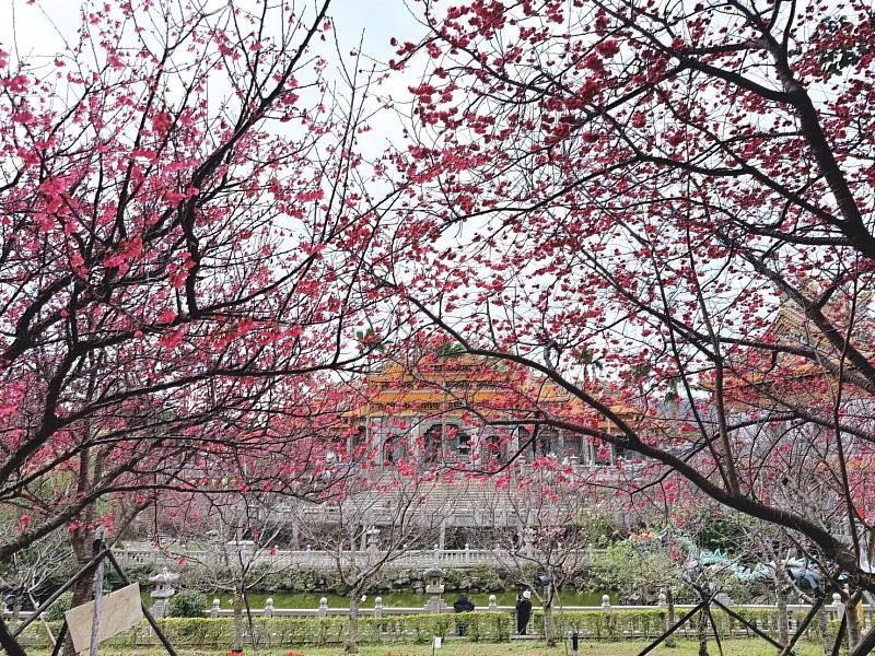 到林口的竹林山寺參觀,除了感受廟宇寧靜祥和的氛圍,周邊的櫻花亦吸引不少市民朋友前來欣賞