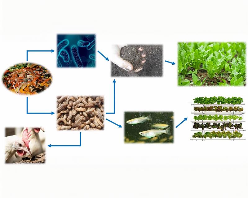 作品照片1_Figure_1._A_schematic_diagram_of_the_kitchen_waste_conversion_system.(廚房廢棄物轉換系統示意圖)